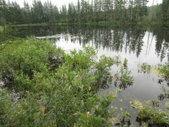 Trepobates subnitidus