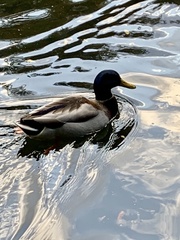 Anas platyrhynchos