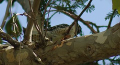 Dryobates nuttallii