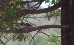 Dryobates nuttallii