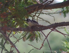 Dryobates nuttallii