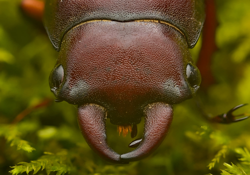Reddish-brown stag beetle