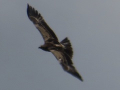 Aquila