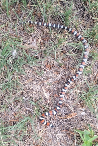 Western Milksnake