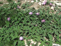 Psephellus paucilobus