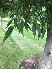 Zelkova