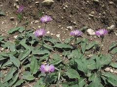 Psephellus paucilobus