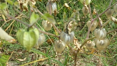 Physalis neomexicana