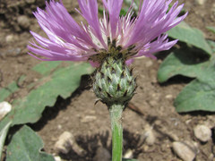 Psephellus paucilobus