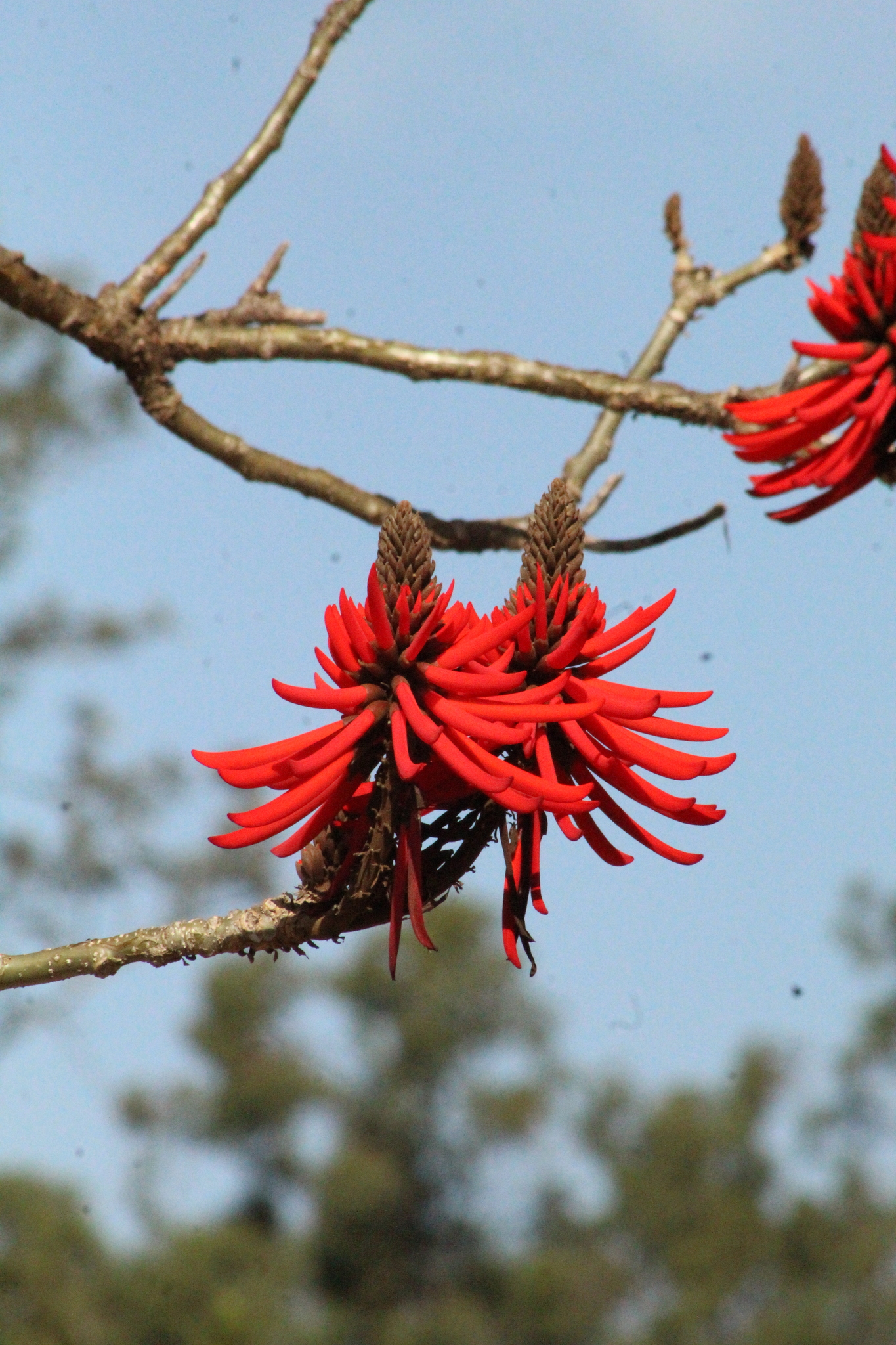 Erythrina speciosa