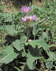 Psephellus paucilobus