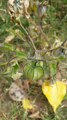 Physalis neomexicana