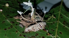 Cordyceps tenuipes