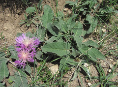 Psephellus paucilobus