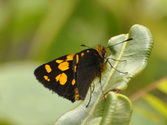 Metisella