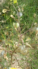 Physalis neomexicana