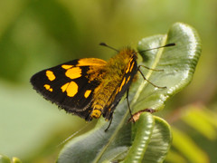 Metisella