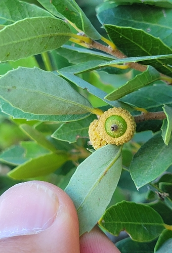 Quercus chrysolepis × vacciniifolia
