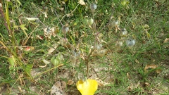 Physalis neomexicana
