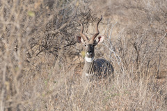 Tragelaphus imberbis