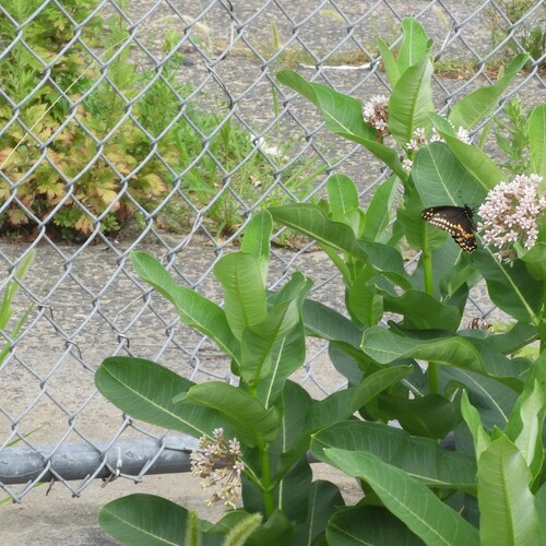 Black Swallowtail