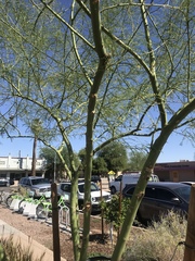 Parkinsonia
