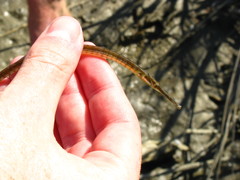 Syngnathus louisianae