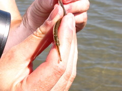 Syngnathus louisianae