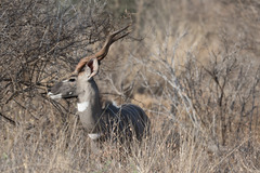 Tragelaphus imberbis