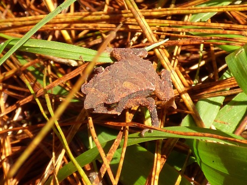 Rhinella macrorhina