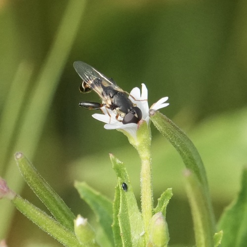 Unknown species found near Bingham County, ID, USA
