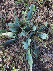 Carphephorus odoratissimus