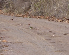 Campethera bennettii
