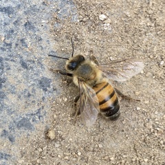 Apis mellifera