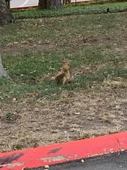 Sciurus niger