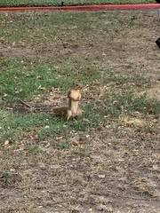 Sciurus niger