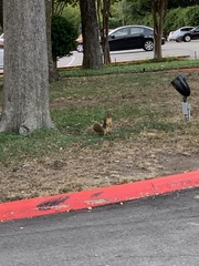 Sciurus niger