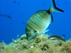 Porgy photo 3
