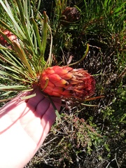 Protea pudens