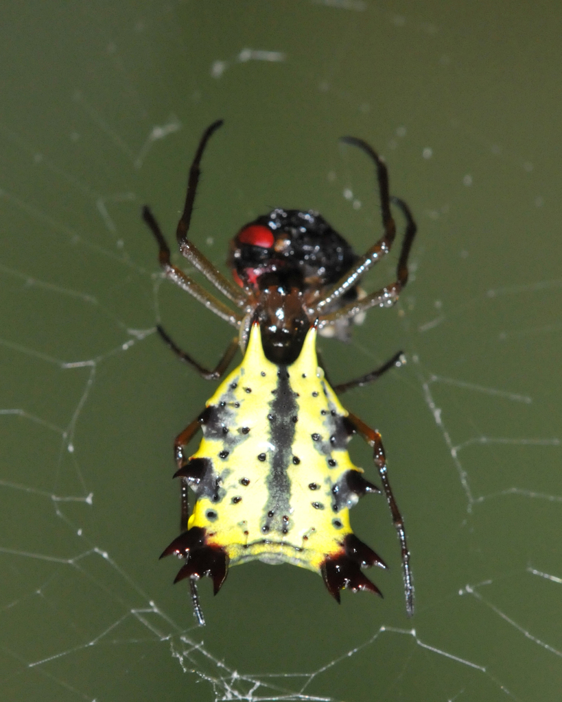 Micrathena decorata