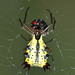 Micrathena decorata - Photo (c) Roger Rittmaster, some rights reserved (CC BY-NC), uploaded by Roger Rittmaster