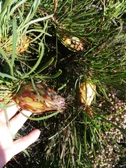 Protea pudens