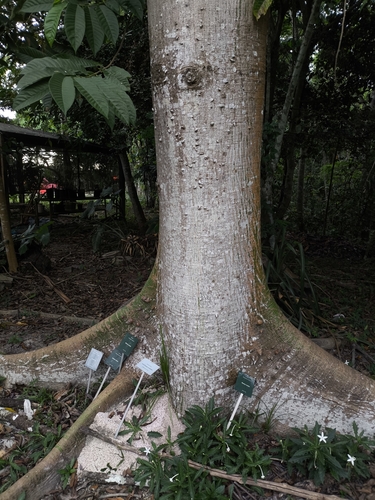 Ceiba samauma