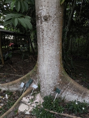 Ceiba samauma