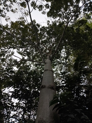 Ceiba samauma, photograph (c) Luan Mazzeo, some rights reserved (CC BY)
