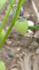 Physalis solanacea