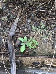 Mazus pumilus