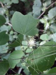 Passiflora filipes