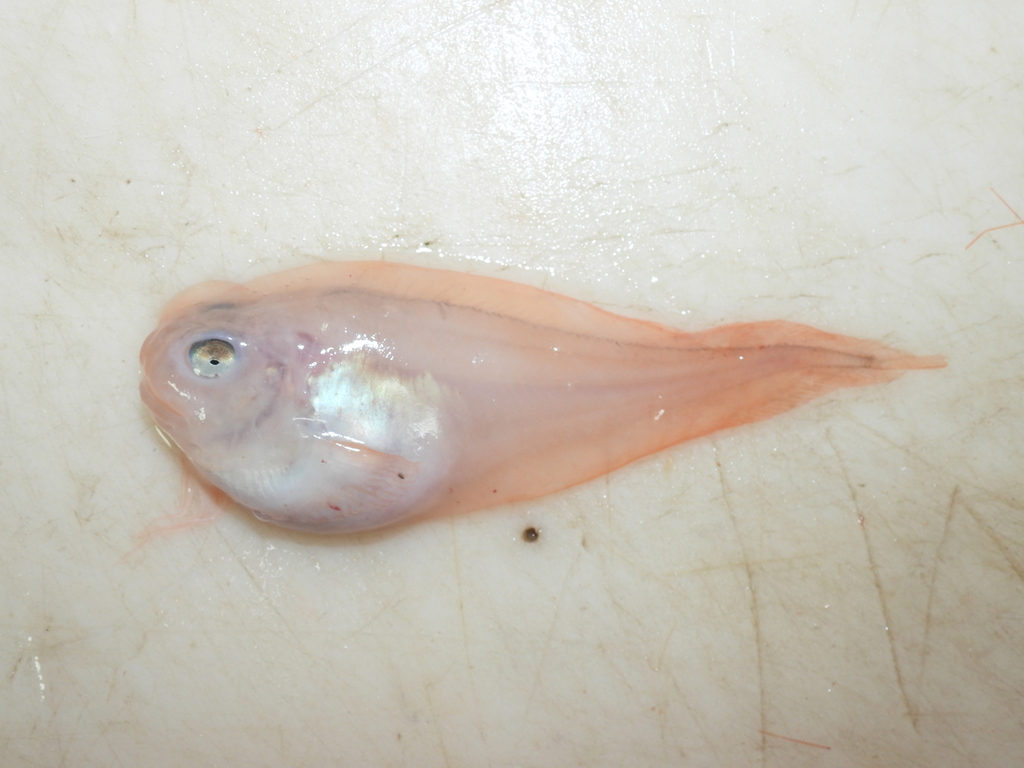 sea tadpole