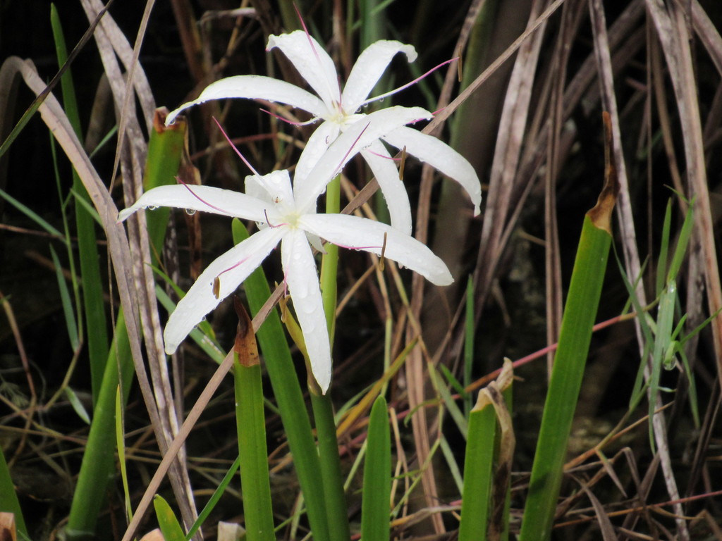 Fotos de Lirio de Pantano (Crinum americanum) · NaturaLista Mexico